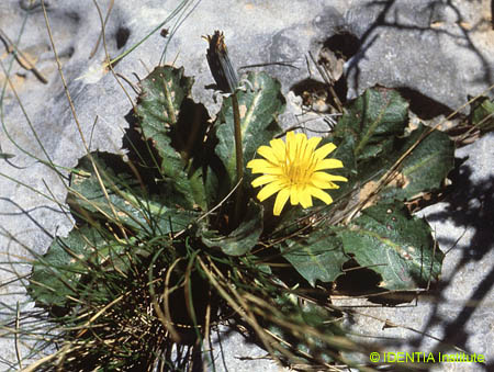 Taraxacum pyropappum