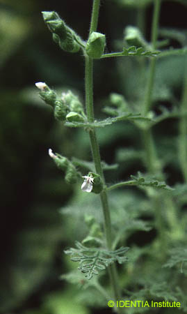 Teucrium botrys(2)