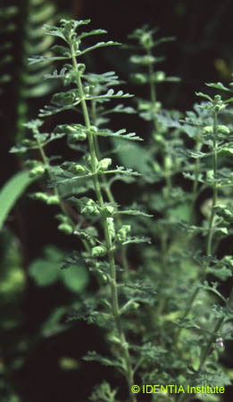 Teucrium botrys