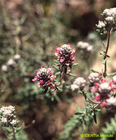 Teucrium capitatum gracillinum(2)
