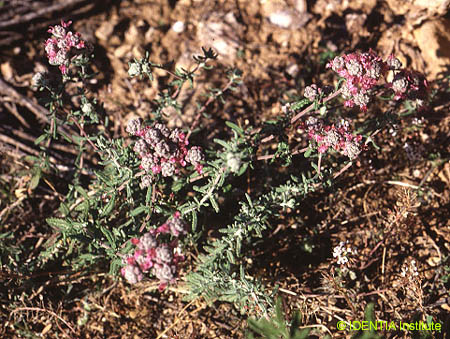 Teucrium capitatum gracillinum