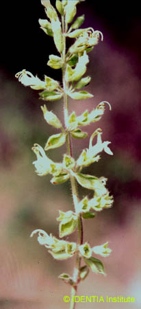 Teucrium flavum(2)