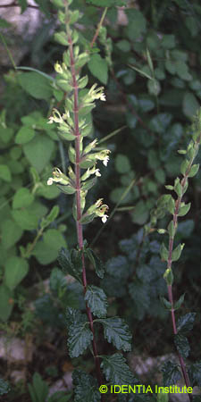 Teucrium flavum