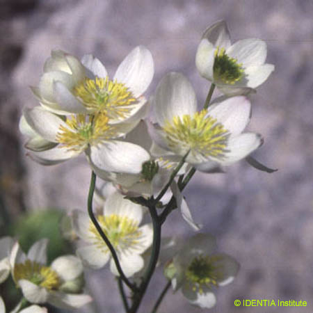 Thalictrum tuberosum(2)