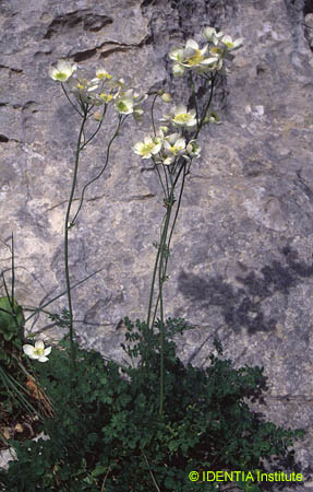 Thalictrum tuberosum