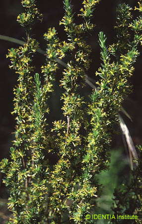 Thymelaea argentata(2)