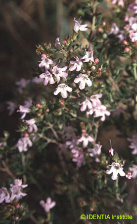 Thymus vulgaris(2)