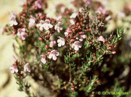 Thymus vulgaris(3)