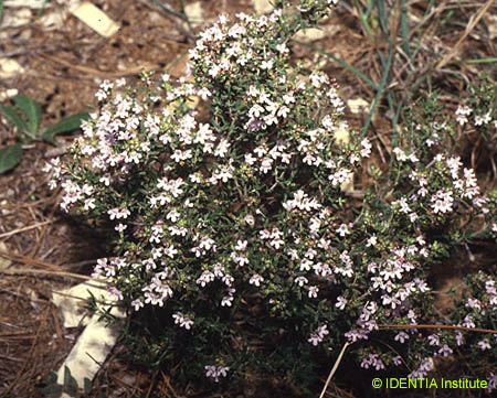 Thymus vulgaris