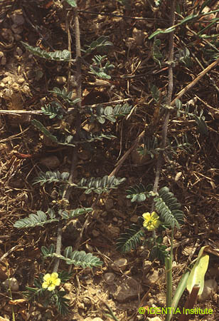 Tribulus terrestris
