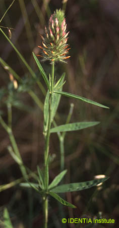 Trifolium angustifolium