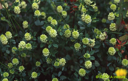 Trifolium campestre