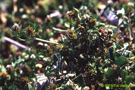 Trifolium scabrum