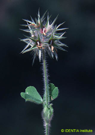Trifolium stellatum