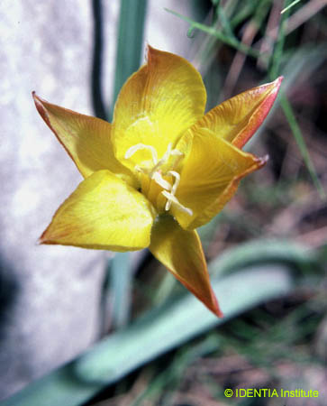 Tulipa australis(2)