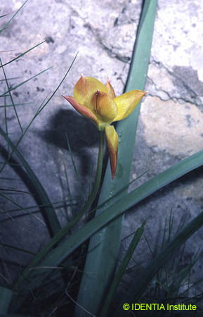Tulipa australis