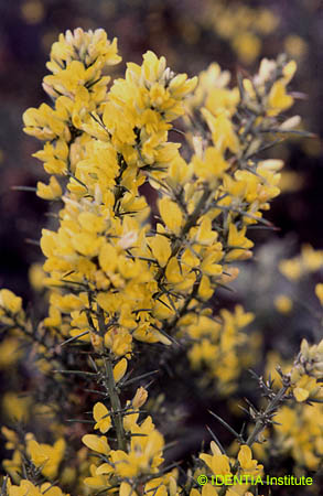 Ulex parviflorus