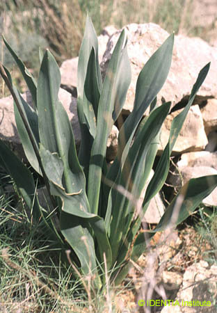 Urginea maritima