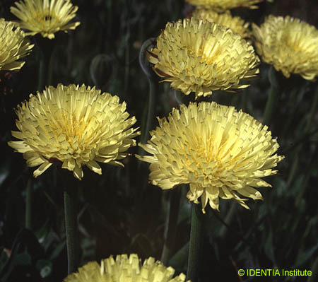 Urospermum dalechampii(2)