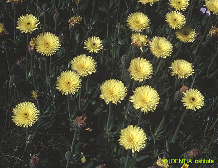 Urospermum dalechampii