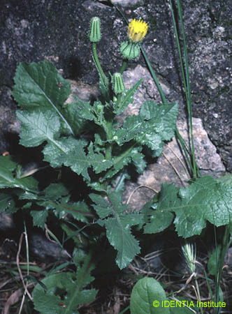 Urospermum picroides