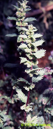 Urtica urens