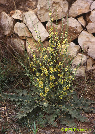 Verbascum sinuatum