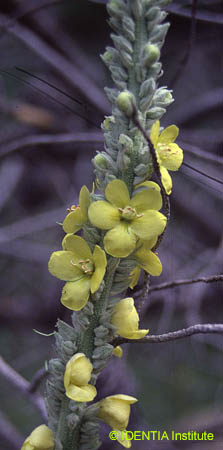 Verbascum thapsus(3)