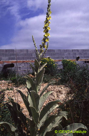 Verbascum thapsus