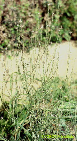 Verbena officinalis