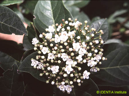 Viburnum tinus