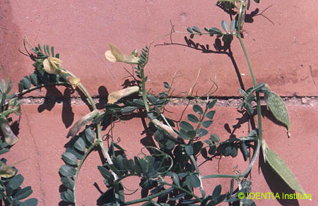 Vicia lutea