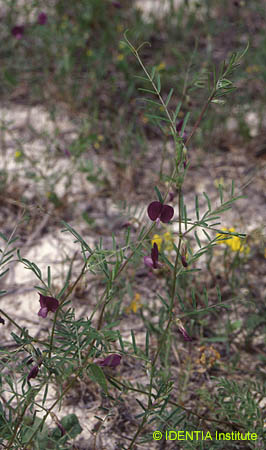 Vicia peregrina