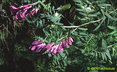 Vicia tenuifolia
