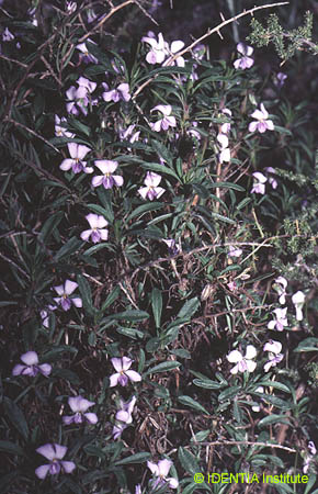 Viola arborescens
