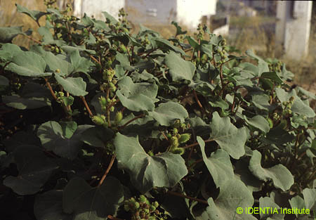 Xanthium echinatum italicum