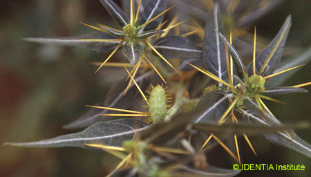 Xanthium spinosum(2)