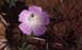 Althaea hirsuta