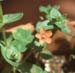 Anagallis arvensis