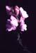 Antirrhinum barrelieri barrelieri(2)