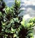 Buxus sempervirens