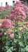 Centranthus ruber