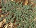 Chamaecyse prostrata