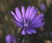 Cichorium intybus