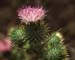 Cirsium vulgare