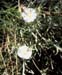 Convolvulus lanuginosus