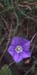 Convolvulus siculus