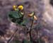 Coronilla scorpioides