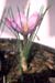 Crocus sativus(2)