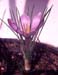 Crocus sativus